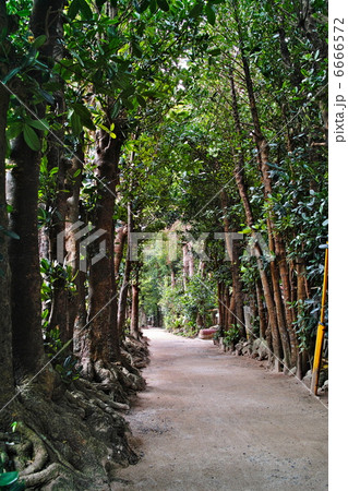 備瀬のフクギ並木　周辺 6666572