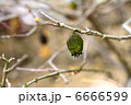 蒴果ぁーん！！ 6666599