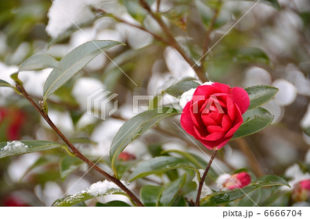 雪と山茶花 6666704