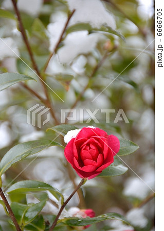雪と山茶花 6666705