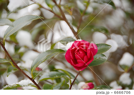 雪と山茶花 6666706