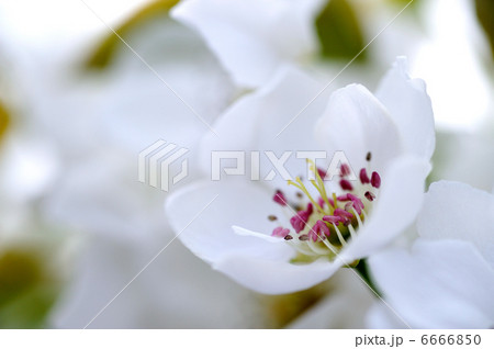 梨の花 梨の花 6666850