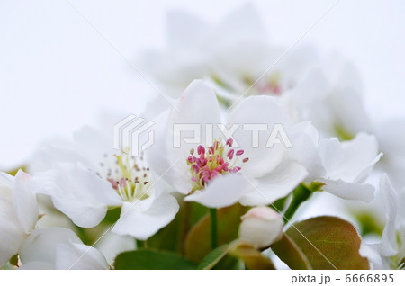 梨の花 梨の花 6666895