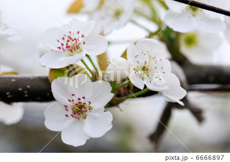 梨の花 6666897
