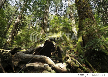 ウィルソン株 ウィルソン株 6666974