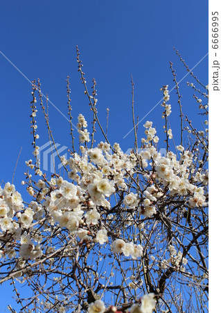 梅の花 6666995
