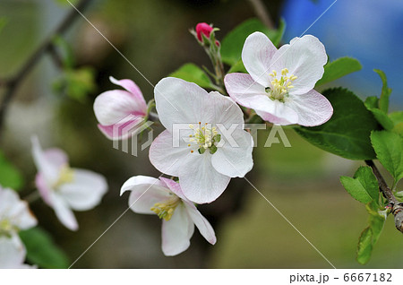 リンゴの花 リンゴの花 6667182