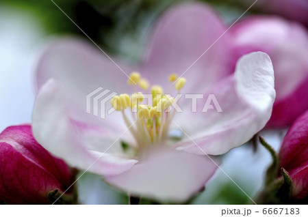 リンゴの花 6667183