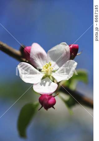 リンゴの花 6667185