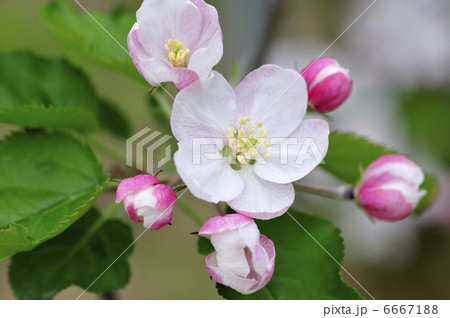 リンゴの花 6667188