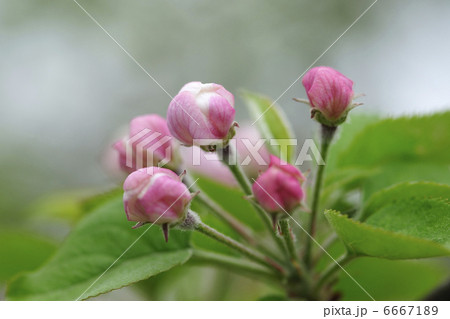 リンゴの花 6667189