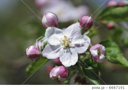 リンゴの花 6667191