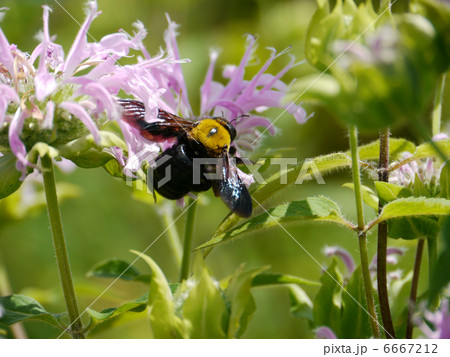 蜜を吸うクマバチ 6667212