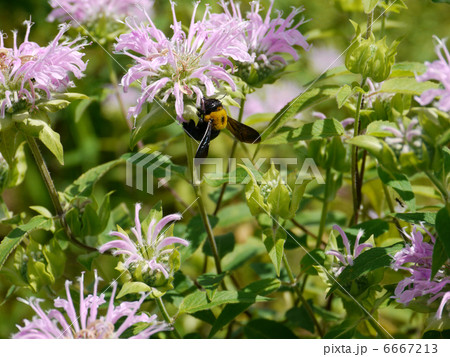 蜜を吸うクマバチ 蜜を吸うクマバチ 6667213