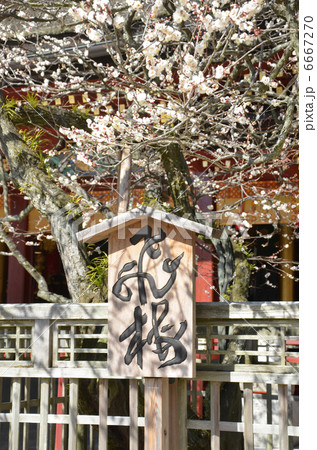 太宰府天満飛梅 太宰府天満飛梅 6667270