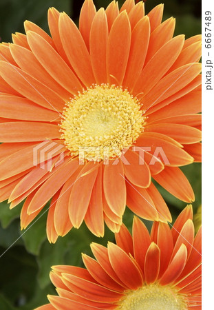 ガーべラ 6667489