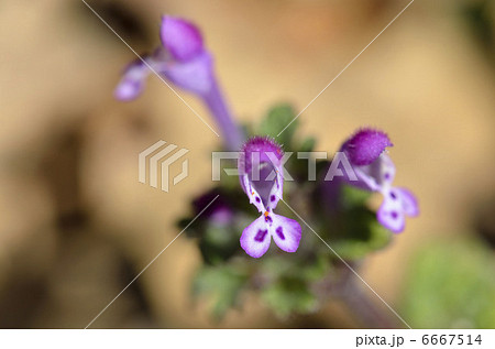 ホトケノザ（仏の座） 6667514