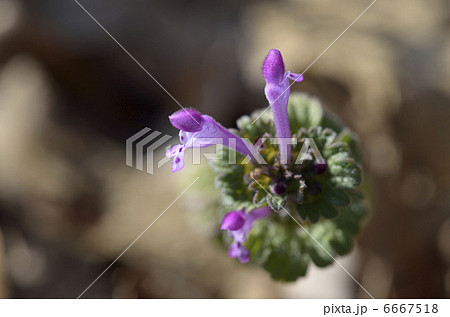 ホトケノザ（仏の座） 6667518