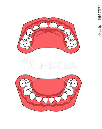 乳歯歯列図のイラスト素材