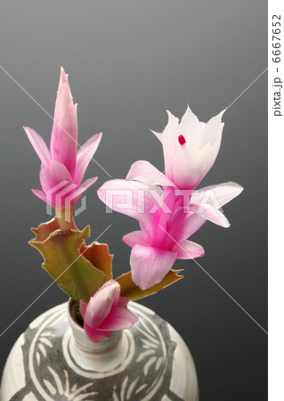 サボテン サボテン 6667652