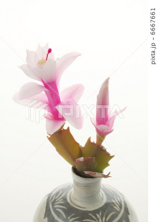 サボテン サボテン 6667661