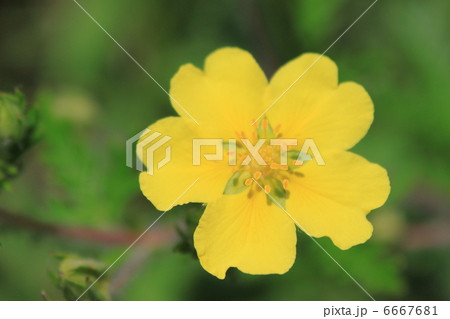 カワラサイコの花 6667681