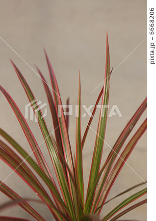 レインボー 6668206