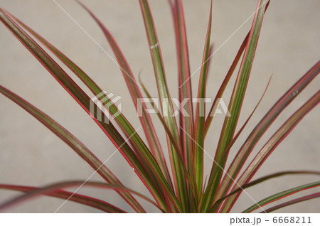 レインボー 6668211