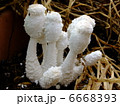 白いキノコ 6668393