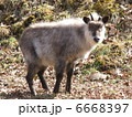 日本カモシカ 6668397