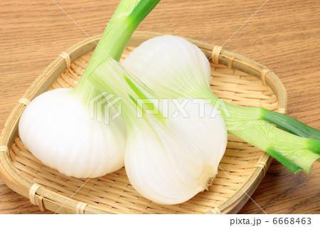 タマネギ 6668463