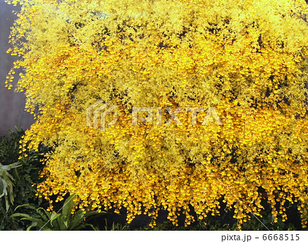 オンシジウム（ハニーエンジェル＆オブリザタム） 6668515