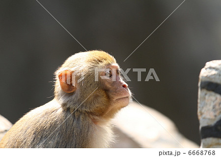 子ザル 6668768