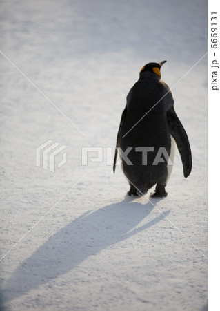 キングペンギン 6669131