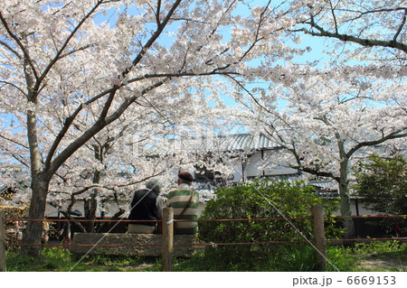 哲学の道と夫婦 6669153