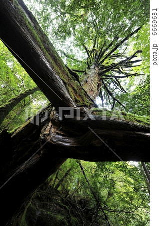 三本足杉 6669631