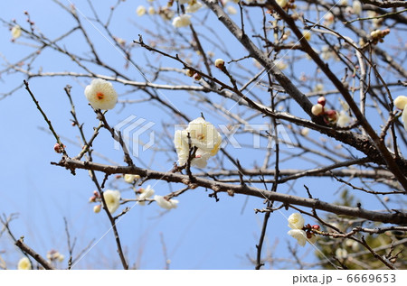 plum blossoms 6669653