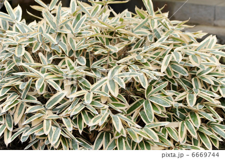 クマザサ クマザサ 6669744