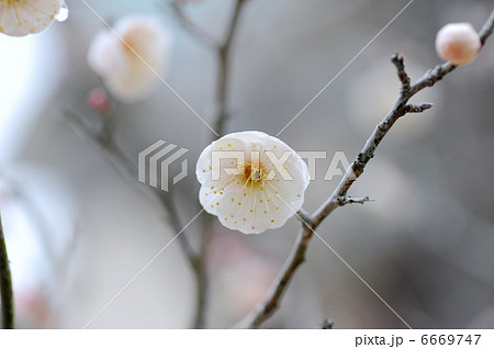 ウメの花 ウメの花 6669747