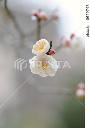 ウメの花 ウメの花 6669748