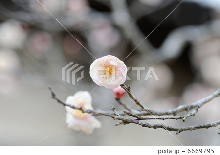 梅の花 梅の花 6669795