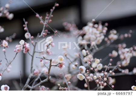 梅の花 梅の花 6669797