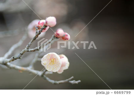梅の花 6669799