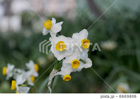 スイセンの花 スイセンの花 6669806