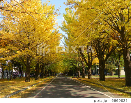 北海道大学のイチョウ並木 北海道大学のイチョウ並木 6669825