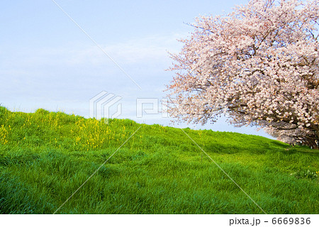 桜1 桜1 6669836