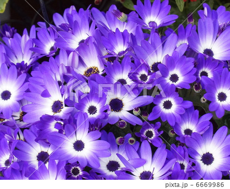 セキネオ　貴鳳 6669986