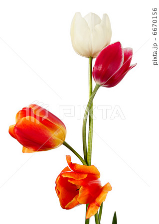Four flowers 6670156