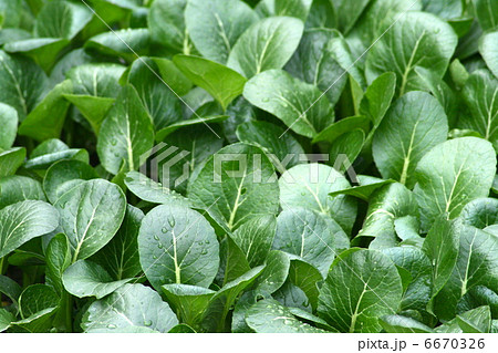 菜っ葉  アップ 6670326