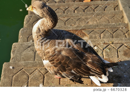 上海のアヒル 6670328